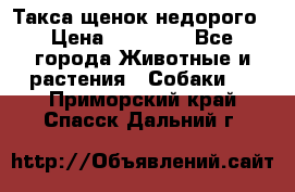 Такса щенок недорого › Цена ­ 15 000 - Все города Животные и растения » Собаки   . Приморский край,Спасск-Дальний г.